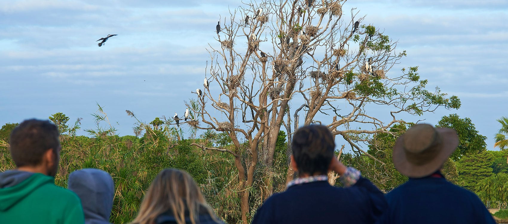 Birdwatching in Munnar