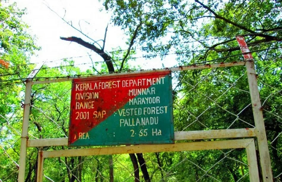 Sandalwood Forest in Munnar