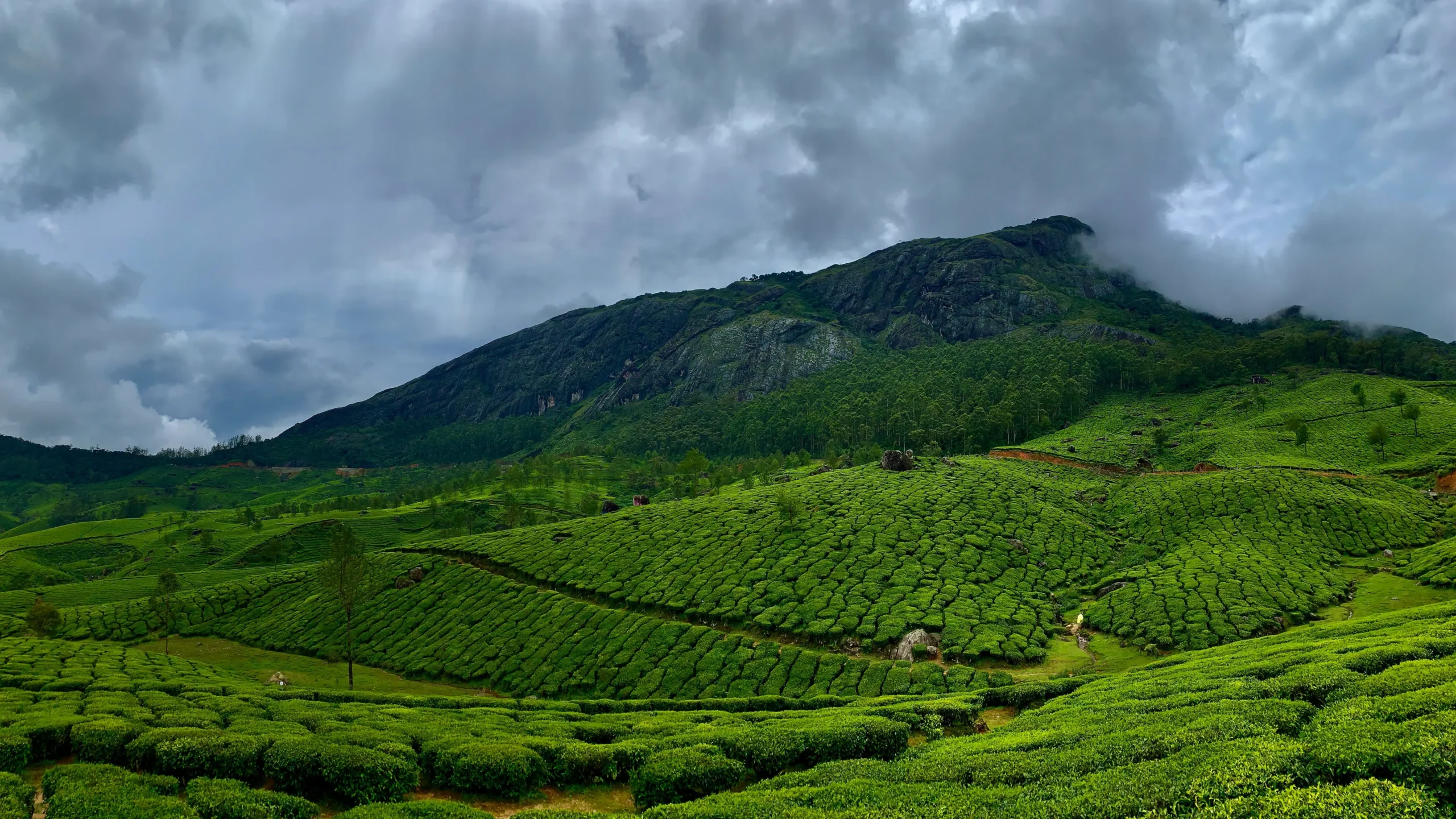 Munnar Tea Plantations