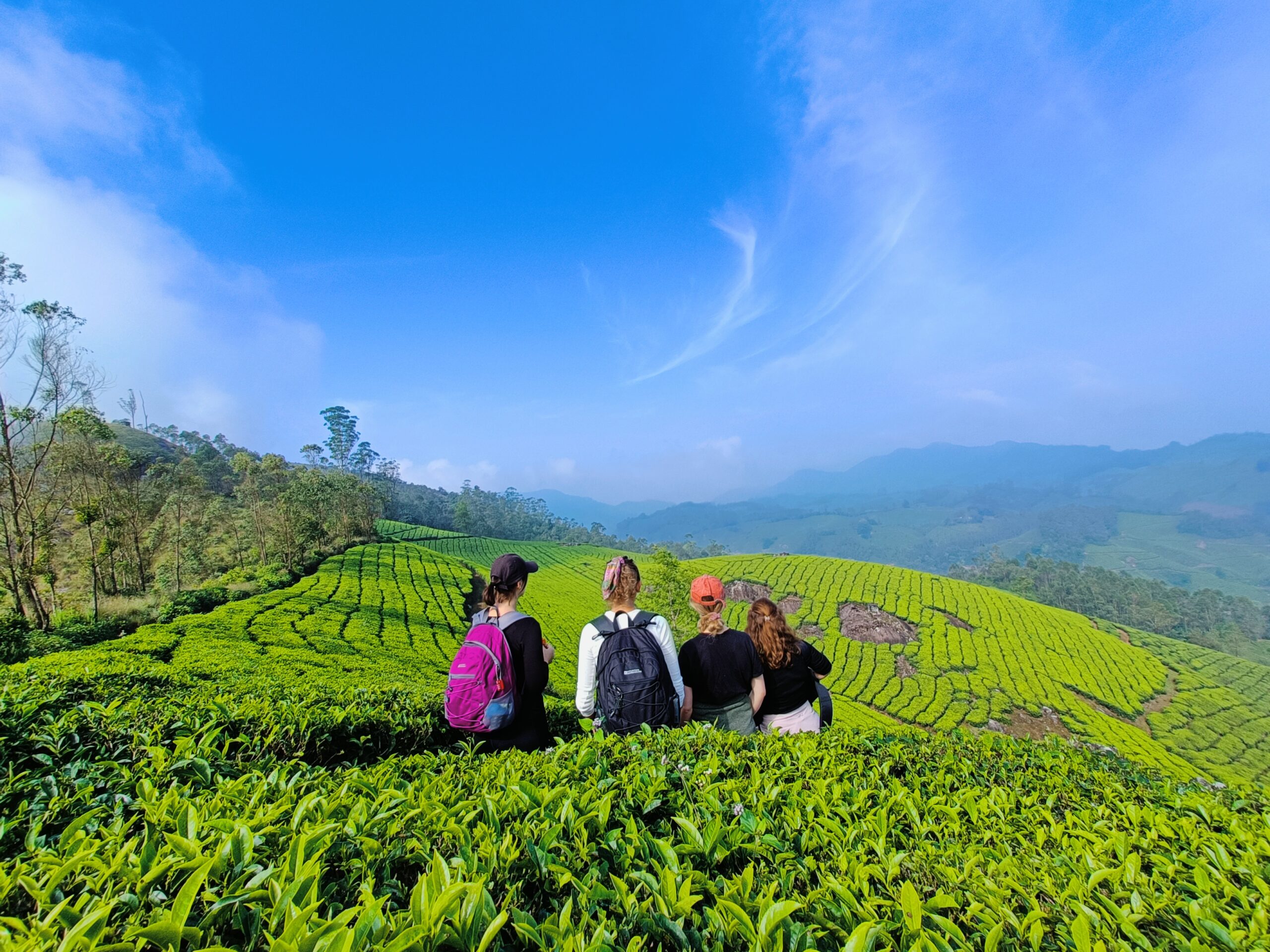 Munnar Tea Plantations
