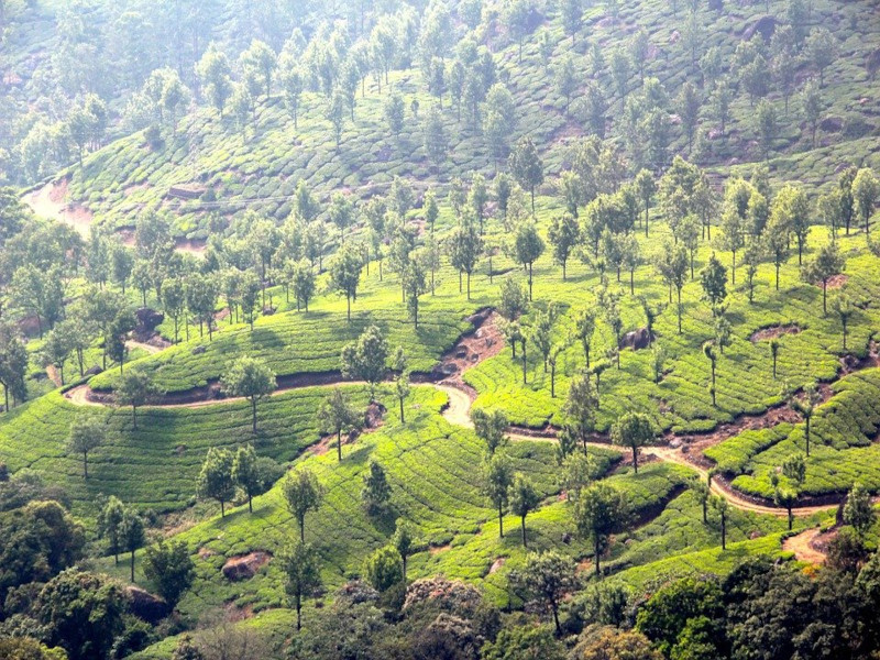 Munnar Tea Plantations