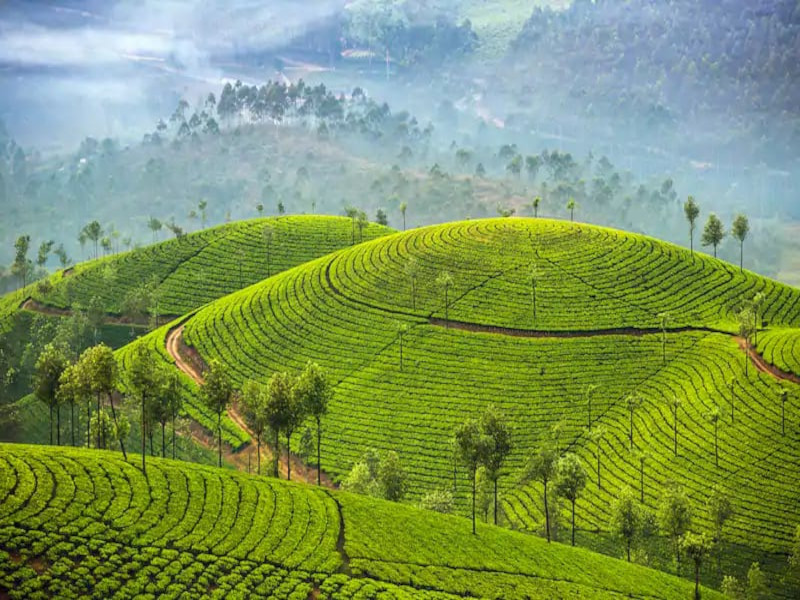 Munnar Tea Plantations