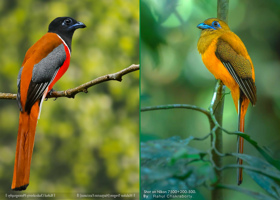 Birdwatching in Munnar