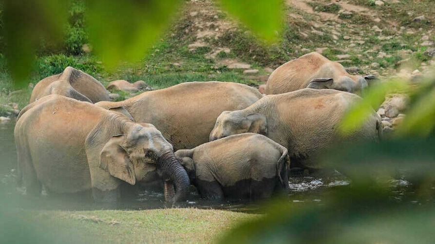Anakulam Wild Elephant