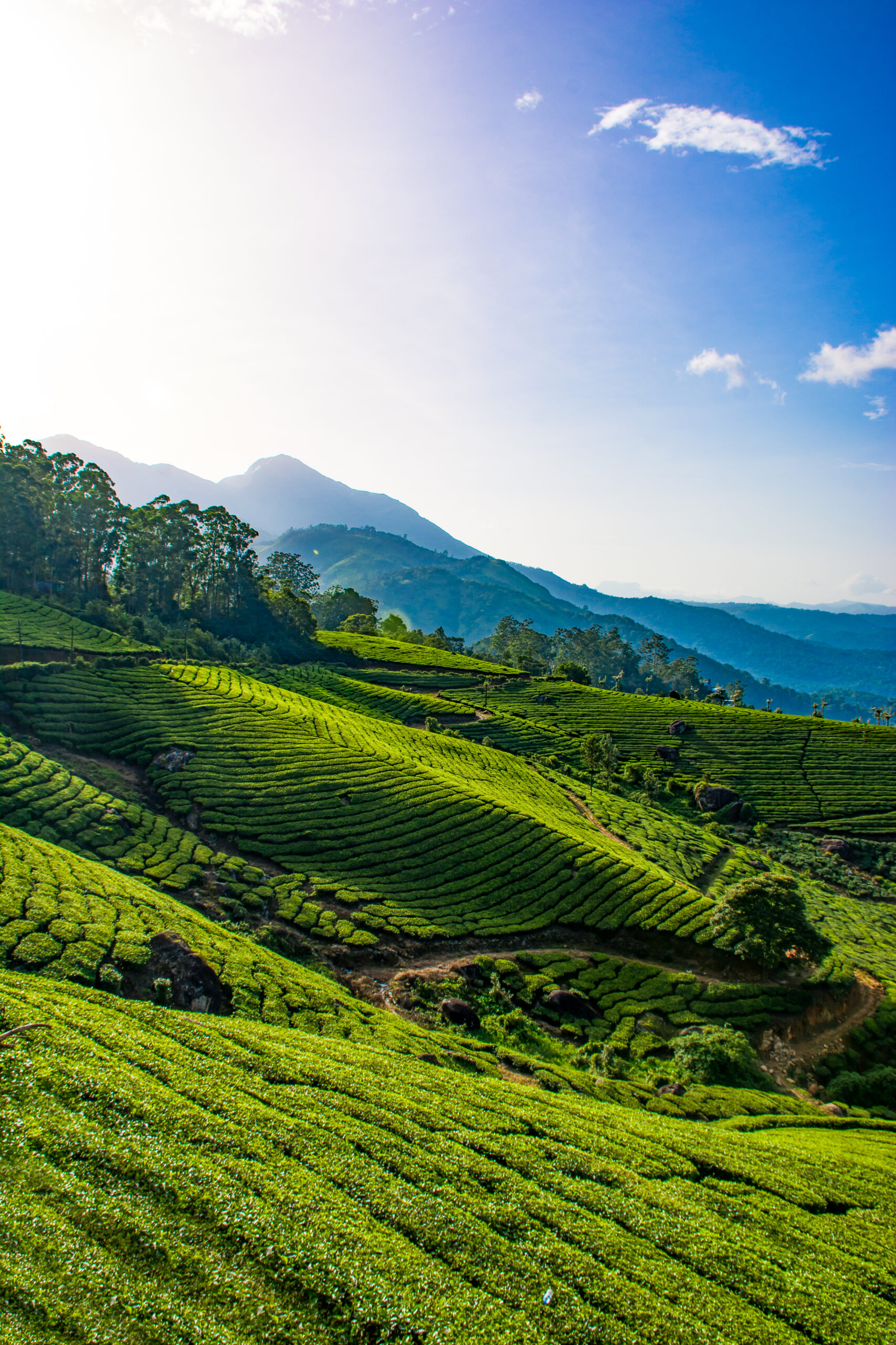 Munnar Tea Trail Tour